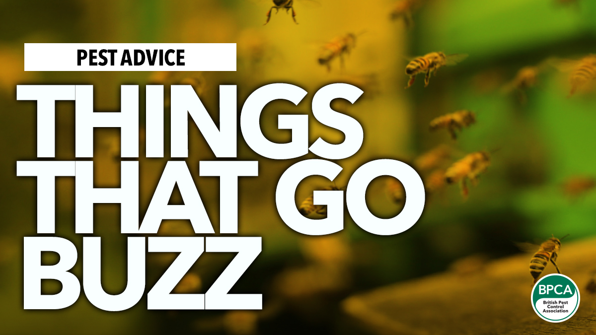 Things that go buzz advice for wasps hornets bee identification in UK Things that go buzz advice for wasps hornets bee identification in UK